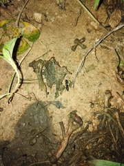 Pachycondyla