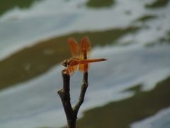 Brachythemis contaminata