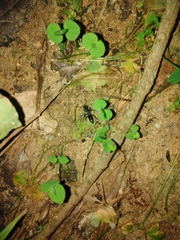 Pachycondyla
