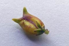 Muraltia muraltioides