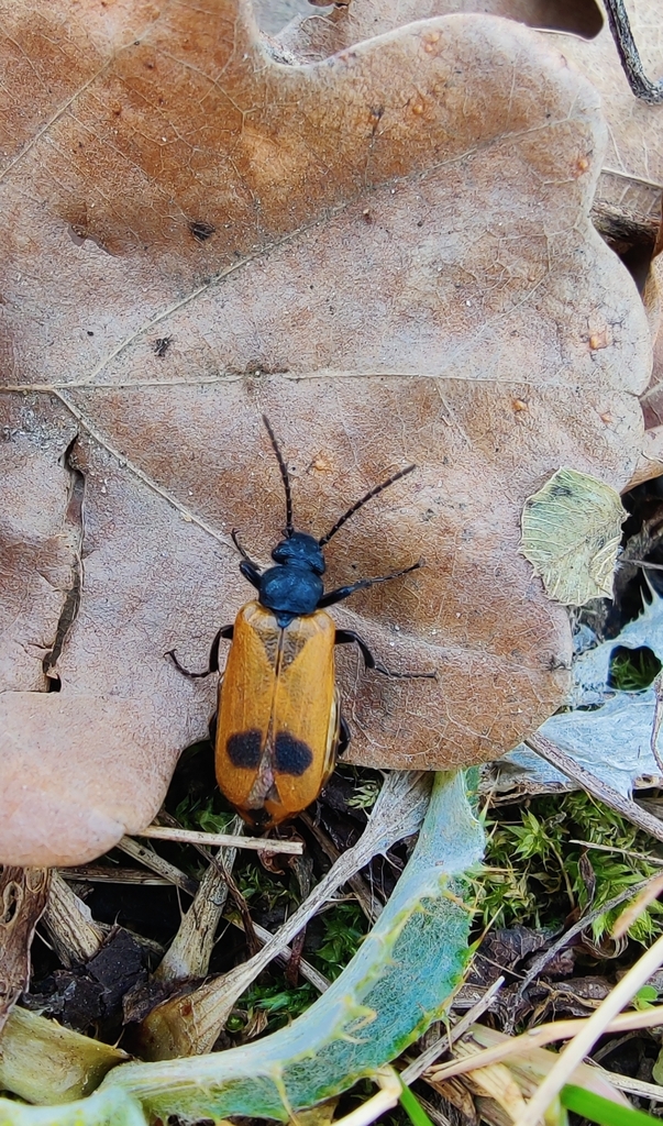 Apalus bimaculatus