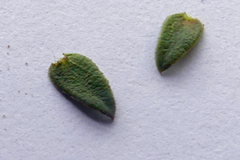 Muraltia muraltioides