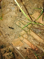 Pachycondyla