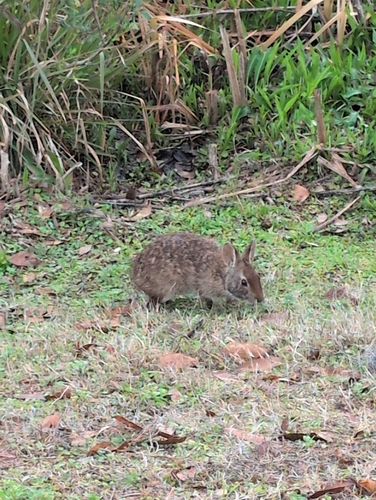 Marsh Rabbit observed by merli95