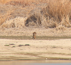 Hydropotes inermis argyropus