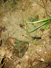 Pachycondyla