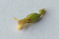 Muraltia muraltioides