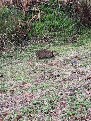 Marsh Rabbit observed by dgood389