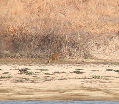 Hydropotes inermis argyropus