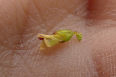 Muraltia muraltioides