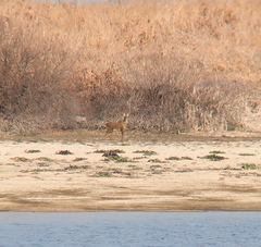 Hydropotes inermis argyropus