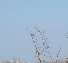 Emberiza rustica