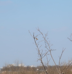 Emberiza rustica