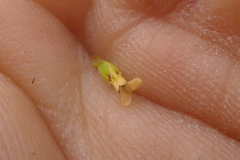 Muraltia muraltioides