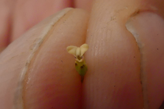 Muraltia muraltioides