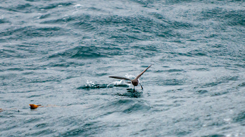 iNaturalist image
