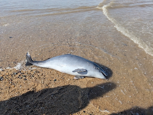 Toninha-comum observed by chico1