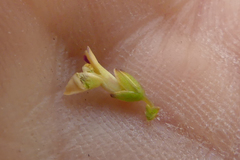 Muraltia muraltioides