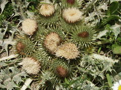 Onopordum acaulon