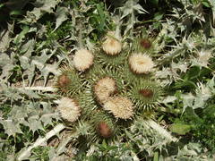 Onopordum acaulon