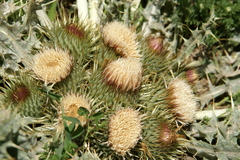 Onopordum acaulon