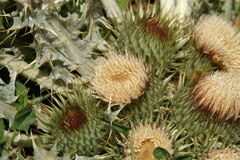 Onopordum acaulon