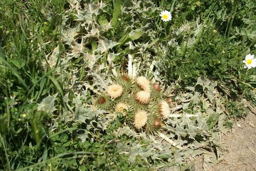 Image of Onopordum acaulon by no rights reserved