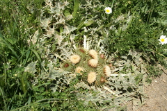 Onopordum acaulon