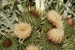 Onopordum acaulon