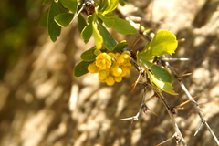 Berberis hispanica