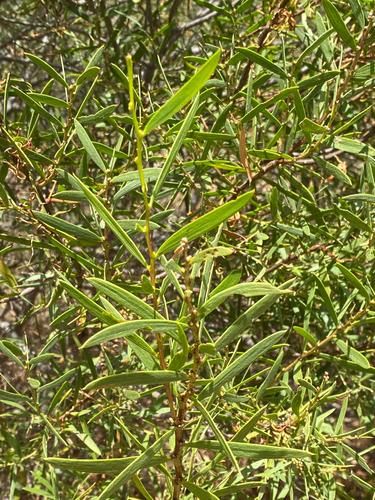 Rigid Wattle (Acacia cochlearis)