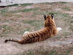 Panthera tigris altaica