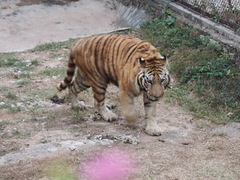 Panthera tigris altaica