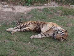 Panthera tigris altaica