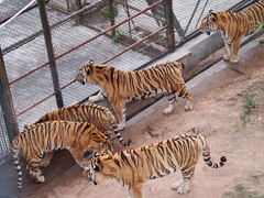 Panthera tigris altaica