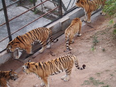 Panthera tigris altaica