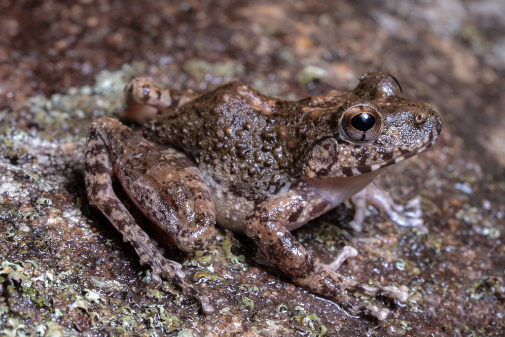 Gephyromantis kintana