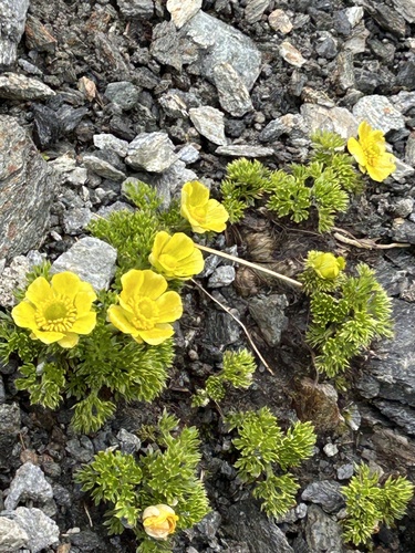 Ranunculus sericophyllus observed 2026-02-16