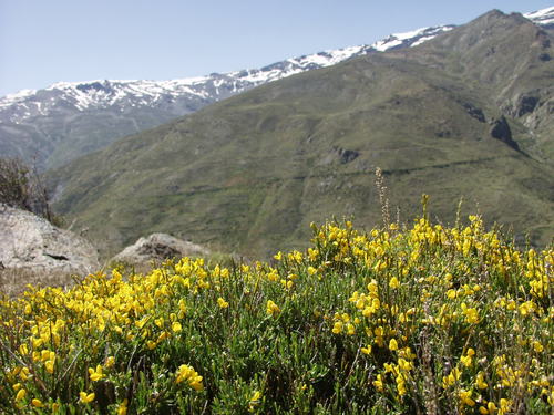Cytisus balansae, photograph 6