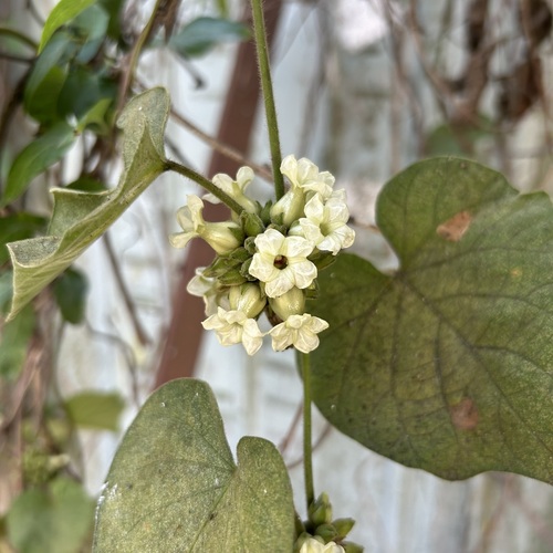 Lepistemon binectarifer observed 2026-03-01
