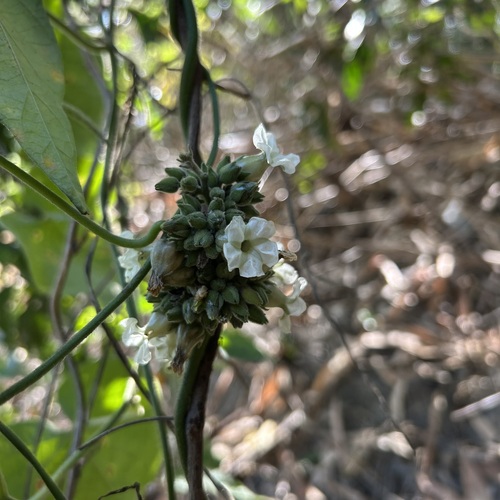 Lepistemon binectarifer observed 2026-03-01