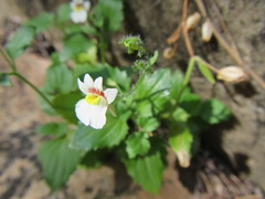 Nemesia deflexa