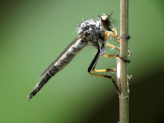 Neoitamus flavofemoratus