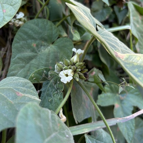 Lepistemon binectarifer observed 2026-03-01
