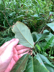 Lindera megaphylla, photograph (c) 呂一起(Lyu yi-chi), some rights reserved (CC BY)