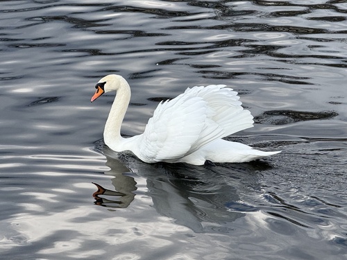 Mute Swan