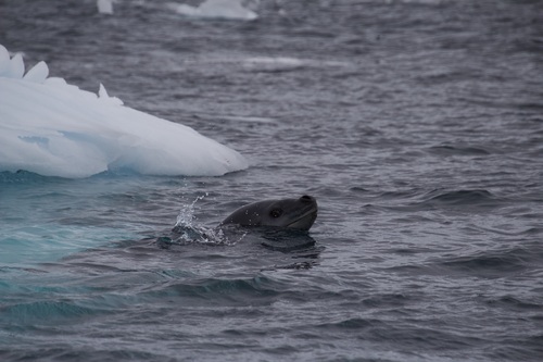 Leopard seal