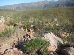 Urochloa serrata