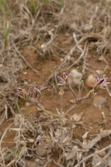 Pelargonium pilosellifolium