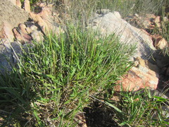 Urochloa serrata